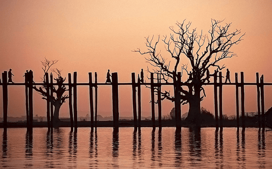 Robert De Niro's love affair | Teak vs Acacia | 170-years-old and still standing